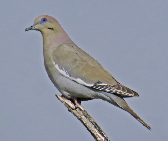 White Winged Dove.jpg